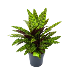 Calathea Insigne - Livingplant - P27 H80 - Kamerplant