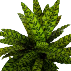 Huisdecoratie -Huisdecoratie calathea insigne livingplant p27 h80 5 3