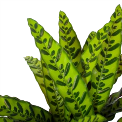 Calathea Insigne - Livingplant - P27 H80 - Kamerplant -Huisdecoratie calathea insigne livingplant p27 h80 6 3