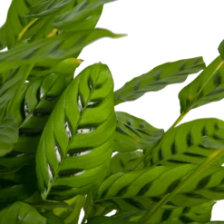 Huisdecoratie -Huisdecoratie calathea leopardina schaduwplant p27 h90 kamerplant 3