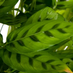 Calathea Leopardina - Schaduwplant - P27 H90 - Kamerplant 8 Calathea Leopardina - Schaduwplant - P27 H90 - Kamerplant -Huisdecoratie calathea leopardina schaduwplant p27 h90 kamerplant 4