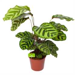 Calathea Makoyana - Pauwenplant - P17 H65 - Kamerplant