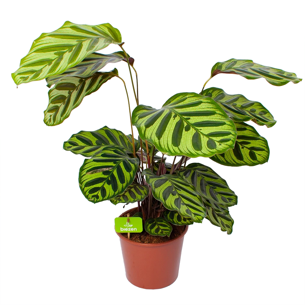Calathea Makoyana - Pauwenplant - P17 H65 - Kamerplant 3 Calathea Makoyana - Pauwenplant - P17 H65 - Kamerplant