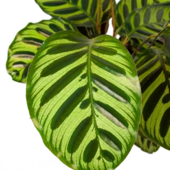 Huisdecoratie -Huisdecoratie calathea makoyana pauwenplant p17 h65 5 2