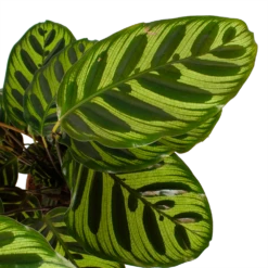 Calathea Makoyana - Pauwenplant - P17 H65 - Kamerplant 8 Calathea Makoyana - Pauwenplant - P17 H65 - Kamerplant -Huisdecoratie calathea makoyana pauwenplant p17 h65 6 2