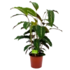 Calathea Maui Queen - Livingplant - P17 H70 - Kamerplant -Huisdecoratie calathea maui queen livingplant p17 h70 4