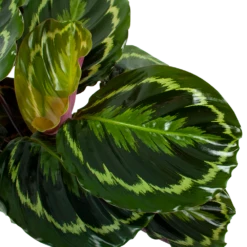 Huisdecoratie -Huisdecoratie calathea medaillon schaduwplant p19 h75 5