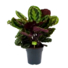 Calathea Medaillon - Schaduwplant - P27 H90 - Kamerplant -Huisdecoratie calathea medaillon schaduwplant p27 h90 1 1