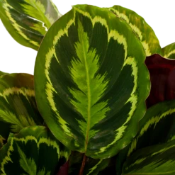 Huisdecoratie -Huisdecoratie calathea medaillon schaduwplant p27 h90 5 1