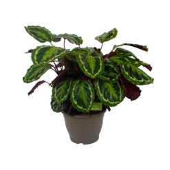 Calathea Medaillon - Schaduwplant - P32 H80 - Kamerplant 9 Calathea Medaillon - Schaduwplant - P32 H80 - Kamerplant -Huisdecoratie calathea medaillon schaduwplant p32 h80 2