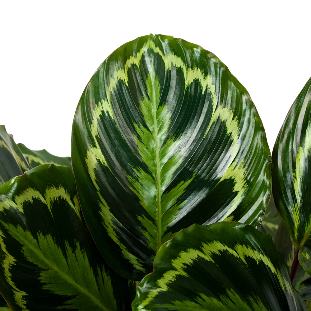 Calathea Medaillon - Schaduwplant - P32 H80 - Kamerplant 4 Calathea Medaillon - Schaduwplant - P32 H80 - Kamerplant - Afbeelding 2