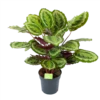 Calathea Mysty - Livingplant - P27 H80 - Kamerplant -Huisdecoratie calathea mysty livingplant p27 h80 1 3