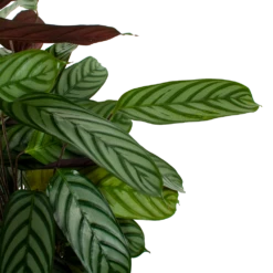 Huisdecoratie -Huisdecoratie calathea oppenheimiana pauwenplant p21 h105 5 1