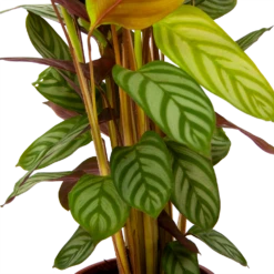 Calathea Oppenheimiana - Schaduwplant - P17 H65 - Kamerplant -Huisdecoratie calathea oppenheimiana schaduwplant p17 h65 6