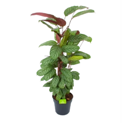 Calathea Oppenheimiana - Schaduwplant - P27 H130 - Kamerplant