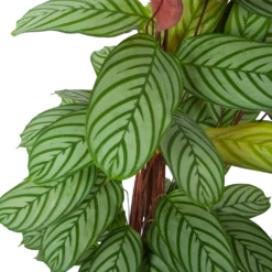 Huisdecoratie -Huisdecoratie calathea oppenheimiana schaduwplant p27 h130 5