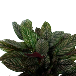 Huisdecoratie -Huisdecoratie calathea ornata livingplant p27 h80 5 3