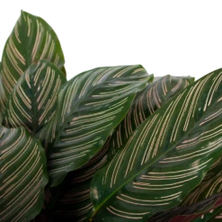 Calathea Ornata - Livingplant - P27 H80 - Kamerplant -Huisdecoratie calathea ornata livingplant p27 h80 6 3