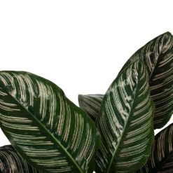 Calathea Ornata - Livingplant - Schaduwplant - P19 H75 - Kamerplant 7 Calathea Ornata - Livingplant - Schaduwplant - P19 H75 - Kamerplant -Huisdecoratie calathea ornata livingplant schaduwplant p19 h75 5 1