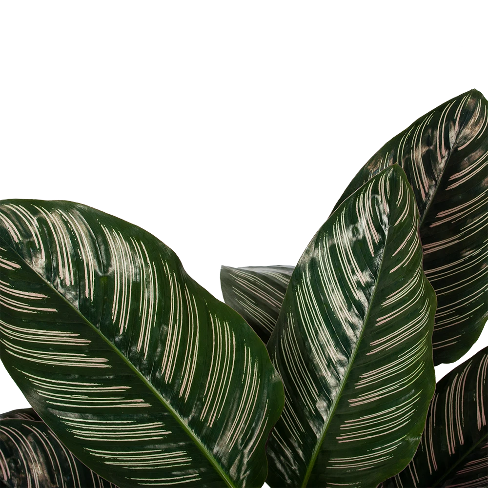 Calathea Ornata - Livingplant - Schaduwplant - P19 H75 - Kamerplant 4 Calathea Ornata - Livingplant - Schaduwplant - P19 H75 - Kamerplant - Afbeelding 2