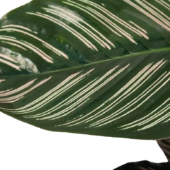 Calathea Ornata - Livingplant - Schaduwplant - P19 H75 - Kamerplant 8 Calathea Ornata - Livingplant - Schaduwplant - P19 H75 - Kamerplant -Huisdecoratie calathea ornata livingplant schaduwplant p19 h75 6 1