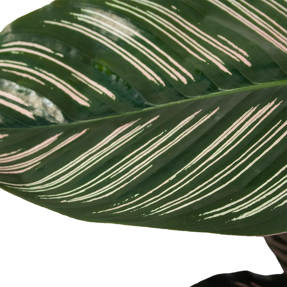 Calathea Ornata - Livingplant - Schaduwplant - P19 H75 - Kamerplant 5 Calathea Ornata - Livingplant - Schaduwplant - P19 H75 - Kamerplant - Afbeelding 3