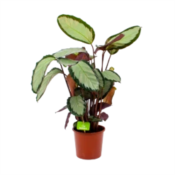 Calathea Picturata - Livingplant - P17 H65 - Kamerplant