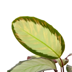 Huisdecoratie -Huisdecoratie calathea picturata livingplant p17 h65 5