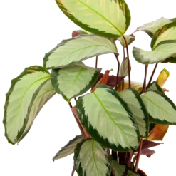 Calathea Picturata - Livingplant - P17 H65 - Kamerplant -Huisdecoratie calathea picturata livingplant p17 h65 6