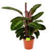 Calathea Warcewiczii - Livingplant - P19 H75 - Kamerplant -Huisdecoratie calathea warcewiczii livingplant p19 h75 1 1