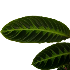 Calathea Warcewiczii - Livingplant - P19 H75 - Kamerplant -Huisdecoratie calathea warcewiczii livingplant p19 h75 6