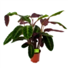 Calathea Warcewiczii - Livingplant - P21 H75 - Kamerplant -Huisdecoratie calathea warcewiczii livingplant p21 h75 1 1