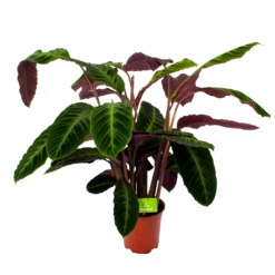 Calathea Warcewiczii - Livingplant - P21 H75 - Kamerplant