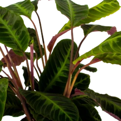 Huisdecoratie -Huisdecoratie calathea warcewiczii livingplant p21 h75 5 1
