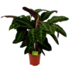 Calathea Warcewiczii - Livingplant - P21 H90 - Kamerplant -Huisdecoratie calathea warcewiczii livingplant p21 h90 1