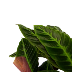 Huisdecoratie -Huisdecoratie calathea warcewiczii livingplant p21 h90 2