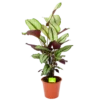 Calathea Whitestar - Schaduwplant - P19 H75 - Kamerplant 1 Calathea Whitestar - Schaduwplant - P19 H75 - Kamerplant -Huisdecoratie calathea whitestar schaduwplant p19 h75 1 1