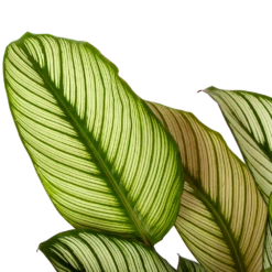 Huisdecoratie -Huisdecoratie calathea whitestar schaduwplant p19 h75 5 1
