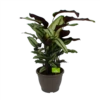 Calathea Whitestar - Schaduwplant - P32 H80 - Kamerplant -Huisdecoratie calathea whitestar schaduwplant p32 h80 1