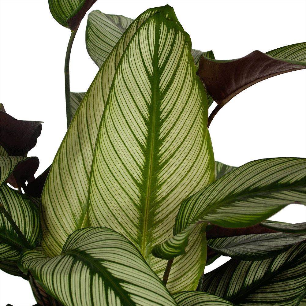 Calathea Whitestar - Schaduwplant - P32 H80 - Kamerplant 4 Calathea Whitestar - Schaduwplant - P32 H80 - Kamerplant - Afbeelding 2