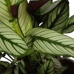 Calathea Whitestar - Schaduwplant - P32 H80 - Kamerplant 8 Calathea Whitestar - Schaduwplant - P32 H80 - Kamerplant -Huisdecoratie calathea whitestar schaduwplant p32 h80 6