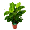 Calathea Zebrina - Livingplant - P19 H80 - Kamerplant -Huisdecoratie calathea zebrina livingplant p19 h65 1 2