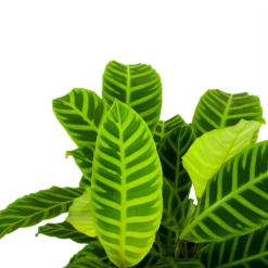 Huisdecoratie -Huisdecoratie calathea zebrina livingplant p19 h65 5 1