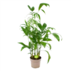 Chamaedorea Seifrizii - Bergpalm - P24 H100 - Kamerplant -Huisdecoratie chamaedorea seifrizii bergpalm p24 h100 1