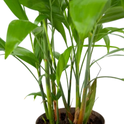 Chamaedorea Seifrizii - Bergpalm - P24 H100 - Kamerplant -Huisdecoratie chamaedorea seifrizii bergpalm p24 h100 6