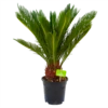 Cycas Revoluta - Vredespalm - P17 H60 - Kamerplant -Huisdecoratie cycas revoluta vredespalm p17 h60 4