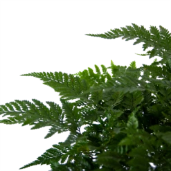 Davallia Teyermannii - In Hangpot - P17 H30 - Kamerplant 8 Davallia Teyermannii - In Hangpot - P17 H30 - Kamerplant -Huisdecoratie davallia teyermannii in hangpot p17 h30 6