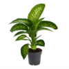Dieffenbachia Seguine 'Reeva' - P19 H60 - Kamerplant -Huisdecoratie dieffenbachia seguine reeva p19 h60 1