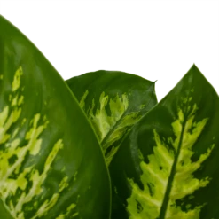 Dieffenbachia Seguine 'Reeva' - P19 H60 - Kamerplant -Huisdecoratie dieffenbachia seguine reeva p19 h60 6