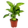 Dieffenbachia Seguine 'Reeva' - P24 H90 - Kamerplant 2 Dieffenbachia Seguine 'Reeva' - P24 H90 - Kamerplant -Huisdecoratie dieffenbachia seguine reeva p24 h90 1 1